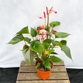 50 - 60cm Anthurium Hot Lips 17cm Pot House Plant