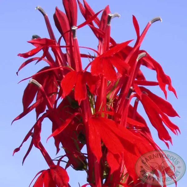 Cardinal Flower